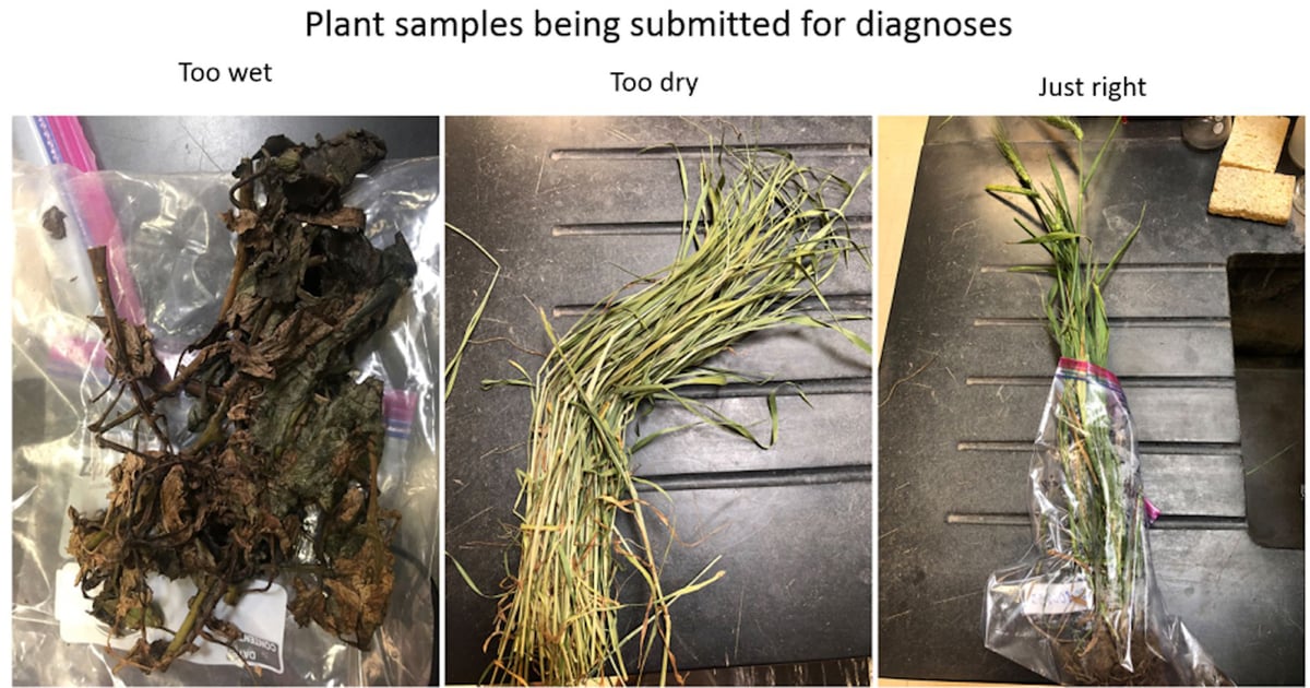 Plant Sample For Testing Quality plant samples yield best diagnostic results