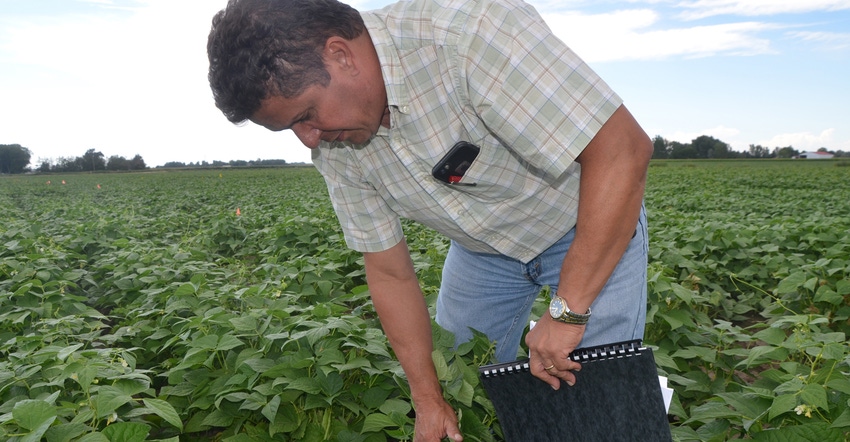 Eduardo Valentin inspecting soybeans in field