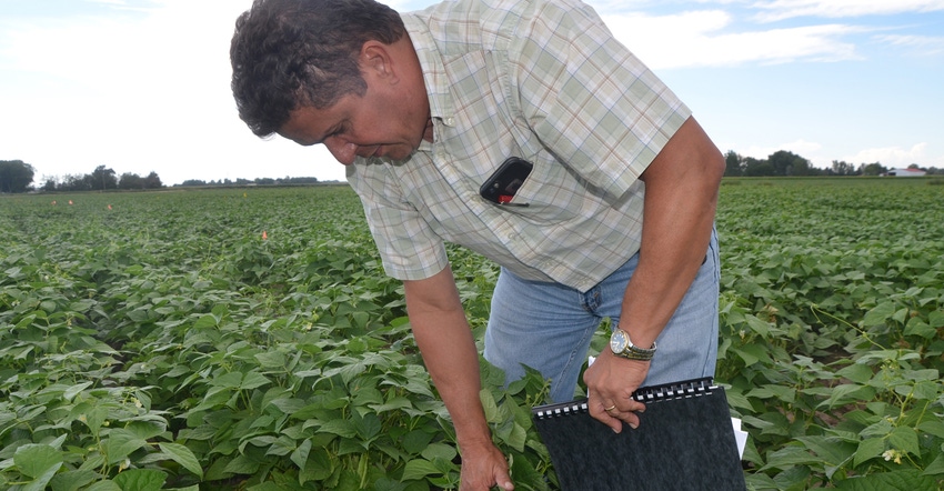 Eduardo Valentin inspecting soybeans in field Eduardo Valentin inspecting soybeans in field