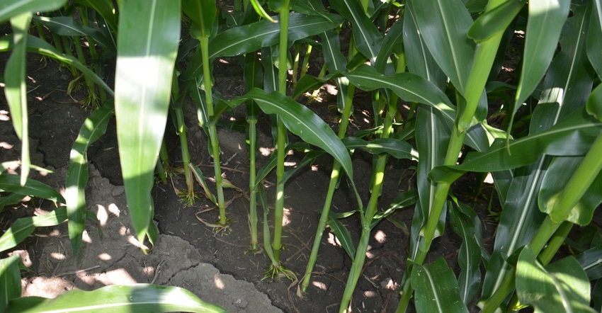 cornstalks at base