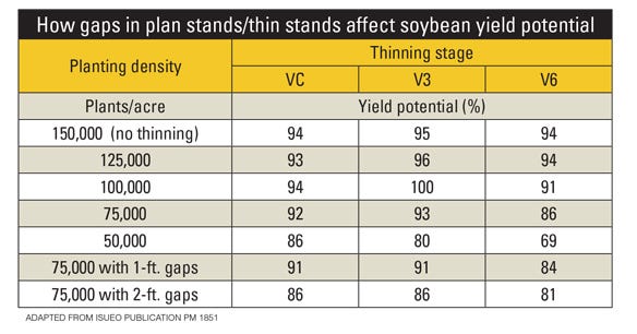 How gaps in plant stands/thin stands affect soybean yield potential