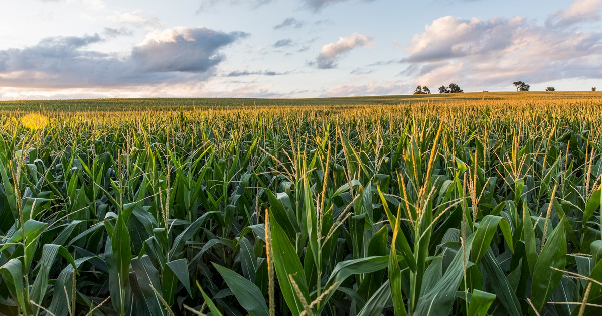Iowa land prices stay strong in new year