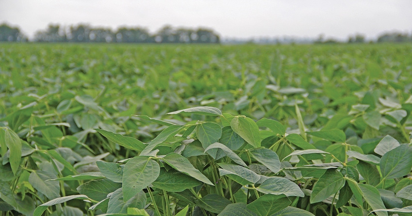 soybean-field-6-staff-dfp copy.jpg