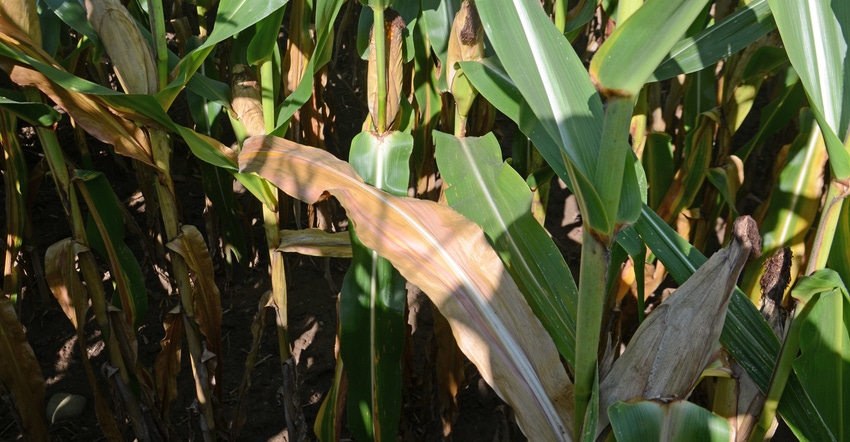 corn leaves showing signs of a nitrogen deficiency 
