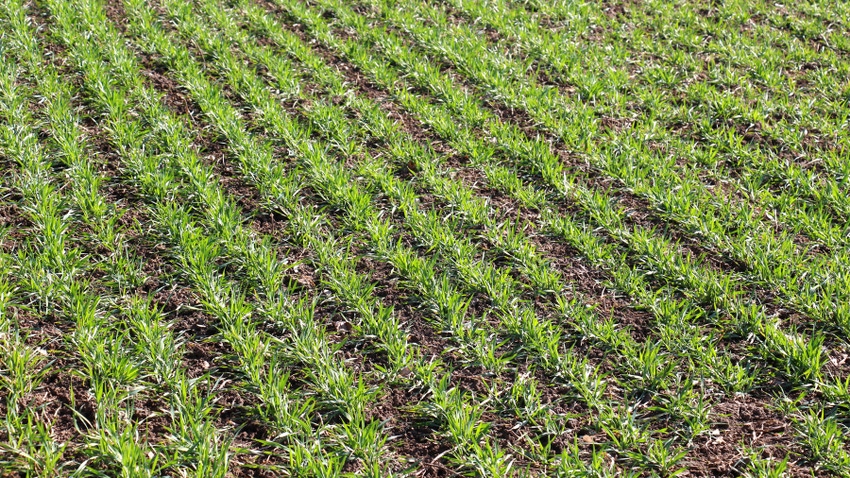 rows of winter wheat