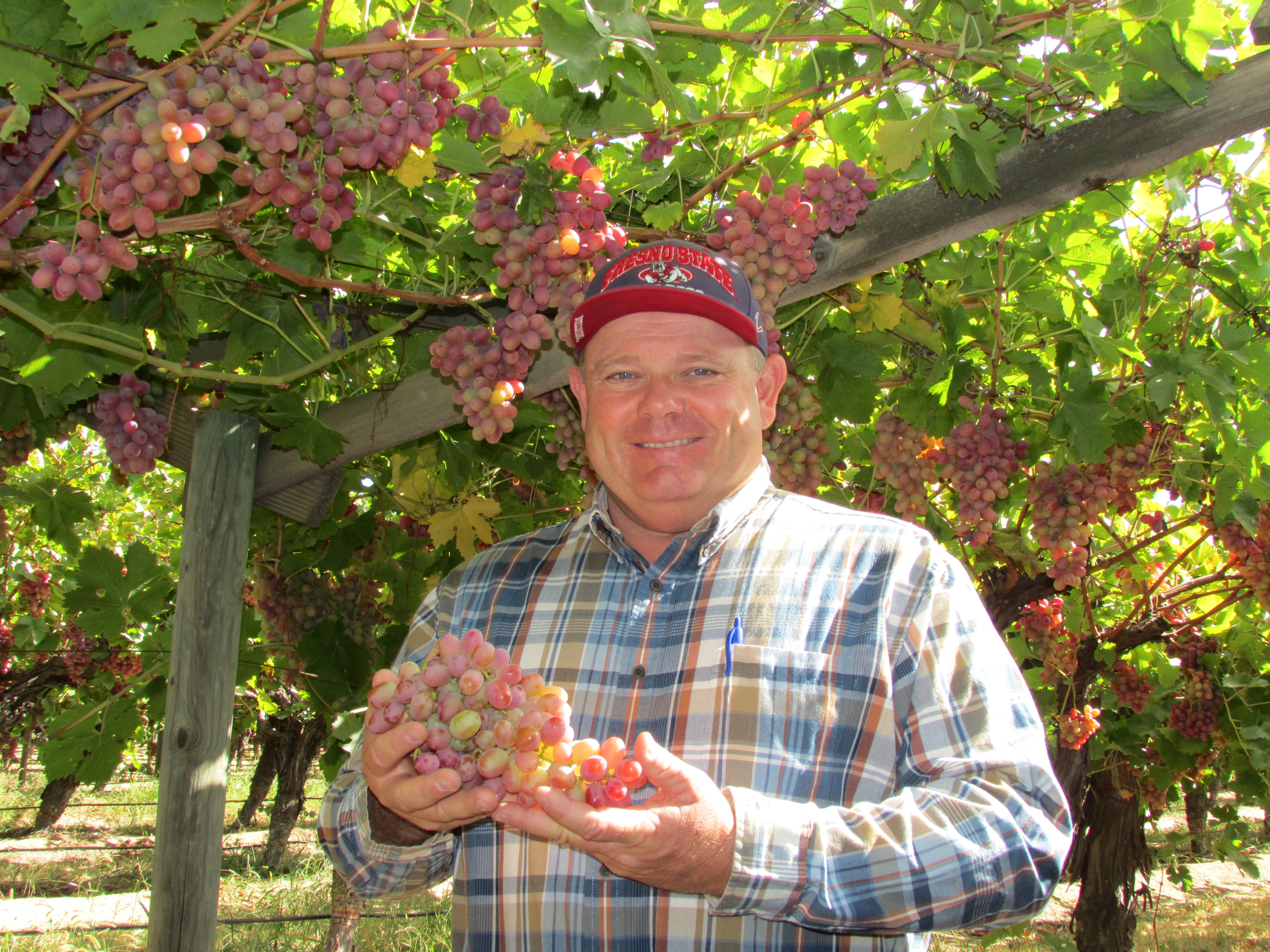 Grapes, Sweet Scarlet Seedless