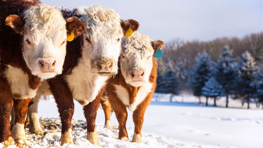 Three Hereford cows look directly at the camera lens as they stand in a field during a cold winter day