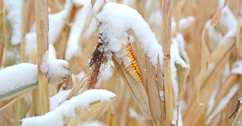 snow-covered ear of corn still on stalk