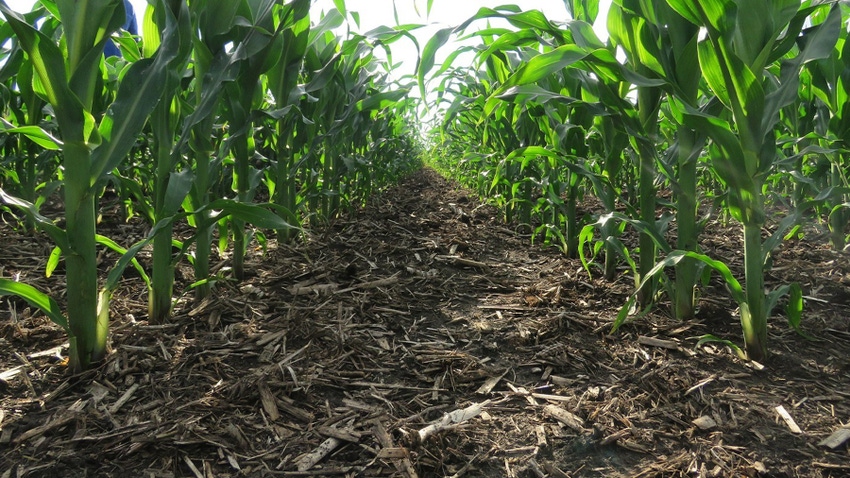 rows of corn