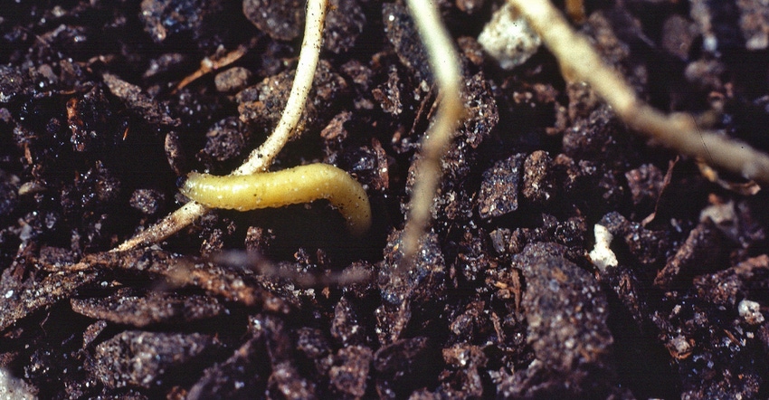 closeup of corn rootworm