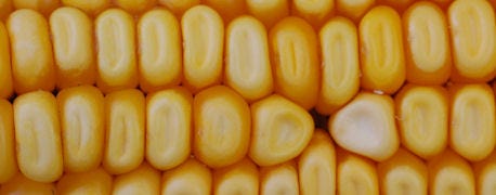 michigan_winners_announced_national_corn_growers_association_corn_yield_contest_1_635556163365555268.jpg