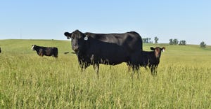 beef cattle in pasture