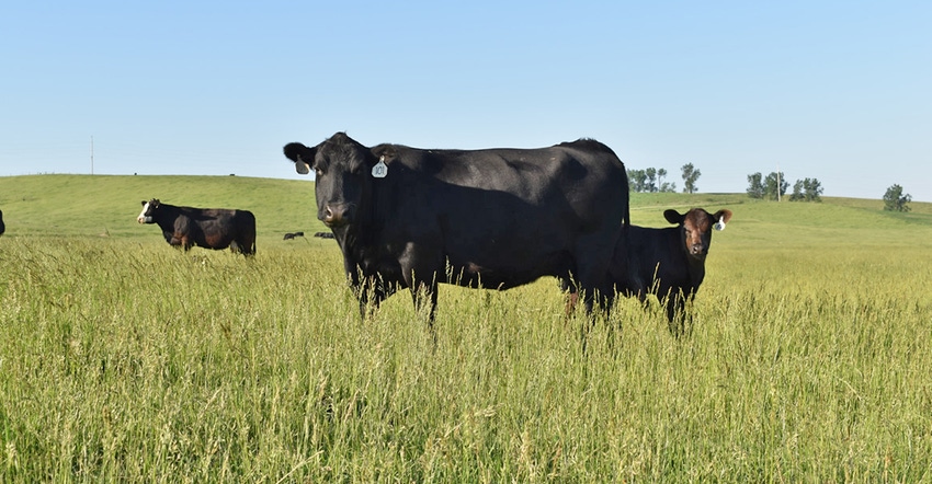 beef cattle in pasture beef cattle in pasture