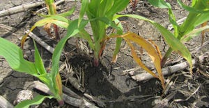 young corn plant with yellow, wilted leaves