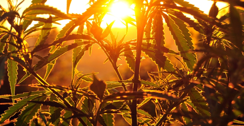 Hemp field is silhouetted against an orange sunset