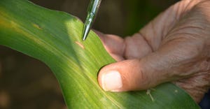 Corn leaf with gray leaf lesion
