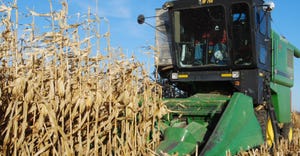 combine in  mature cornfield