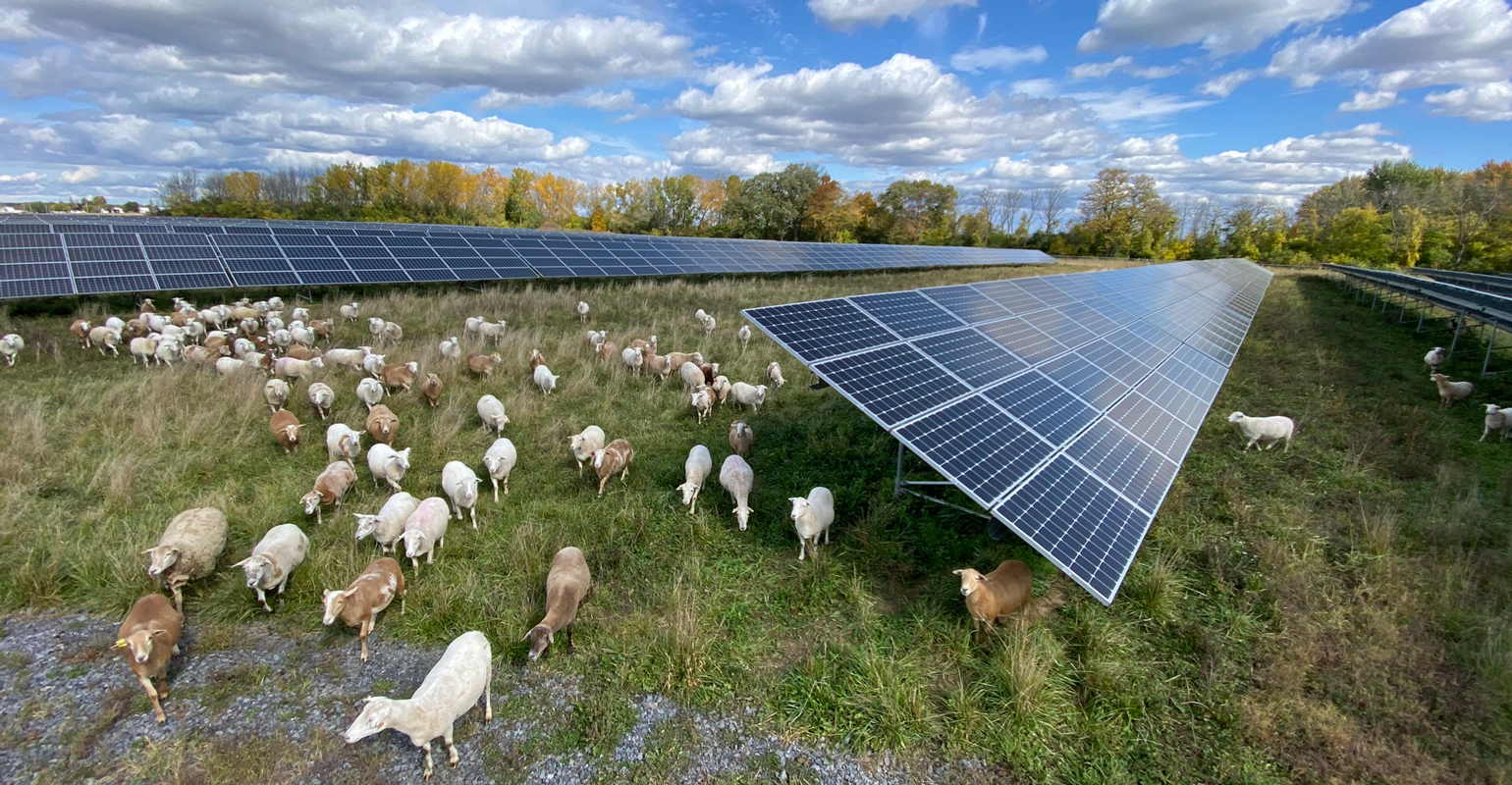 Hungry sheep tackle solar grazing
