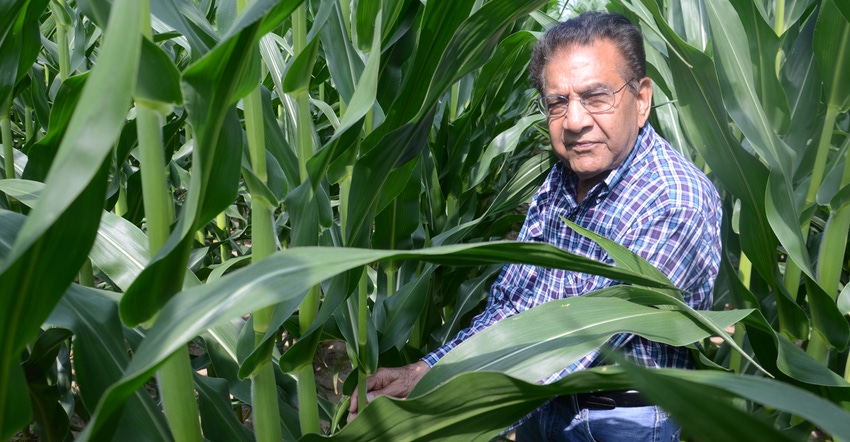 Dave Nanda amongst the corn