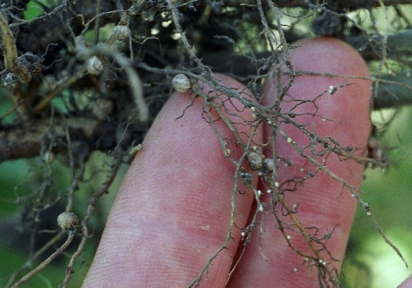 SCN-females-roots-ISU.png SCN-females-roots-ISU.png