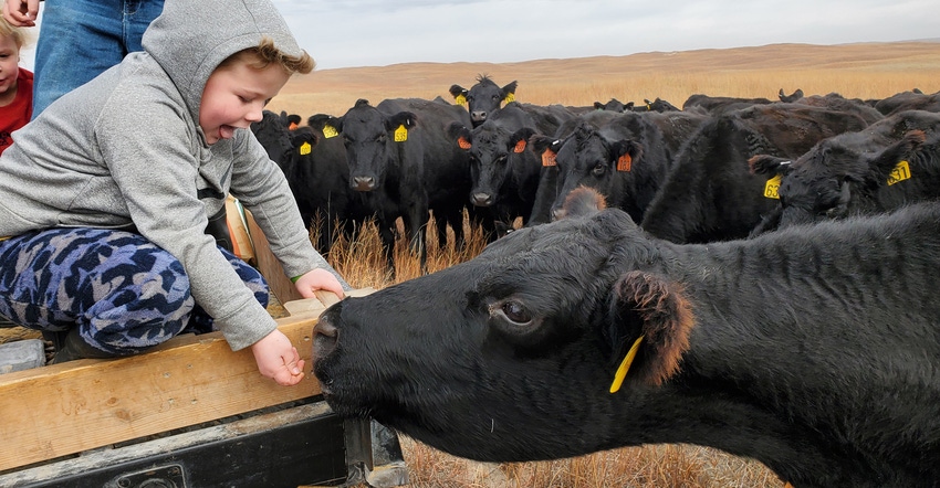 William Smith,  6, feeds a cow from his hand on the family’s ranch in Nebraska’s Cherry County