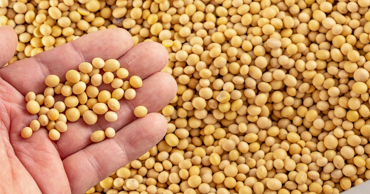 Foodgrade soybeans gain interest, premiums