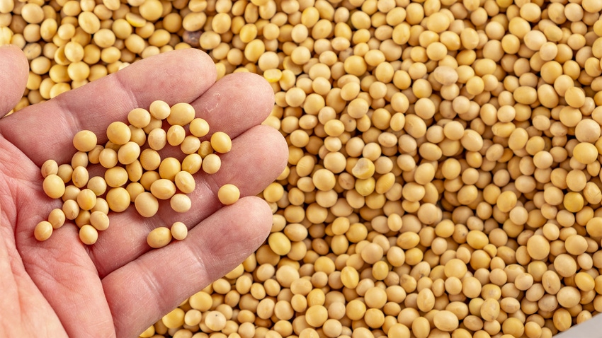 A close-up of a hand holding soybeans