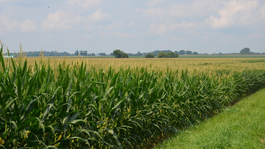 cornfield