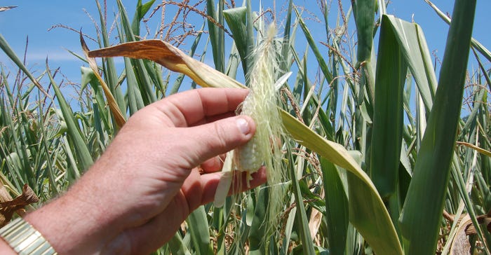 tiny ear of corn affected by drought and heat stress