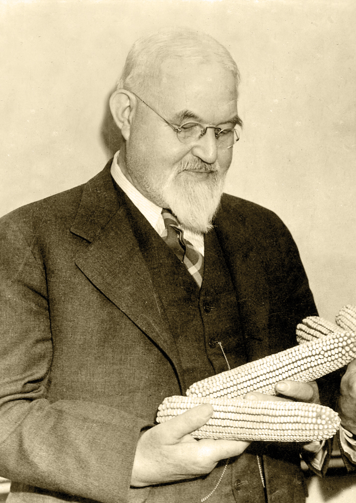 Harry S. Truman Library - SHULL’S DISCOVERY: George Shull, a New York botanist, discovered that some of the crosses 
of inbred lines were more productive than the variety he started with.