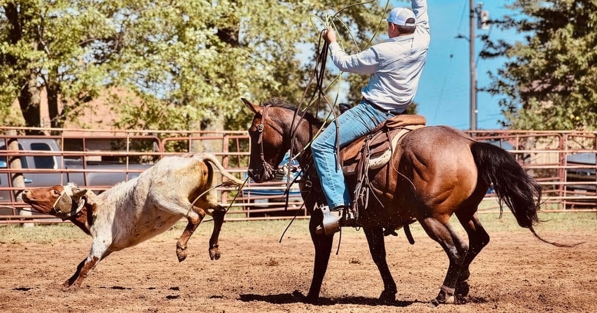 22-year-old rides toward future in cattle business