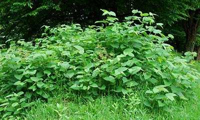 invasive weeds