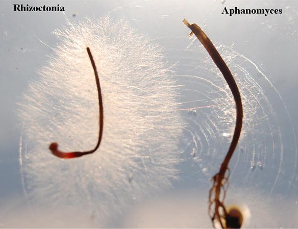 photo illustrates growth differences of two fungal pathogens and how they are identified from the Disease Index