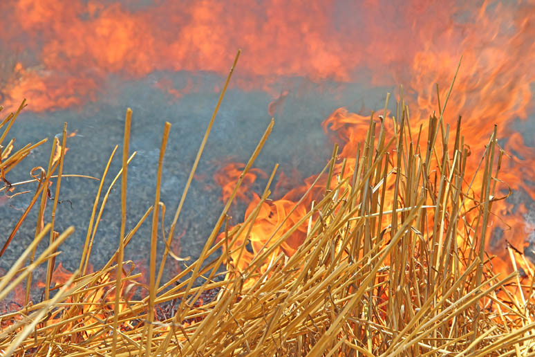 Scientists Plan to Kill Off the American West's Tumbleweeds, Smart News