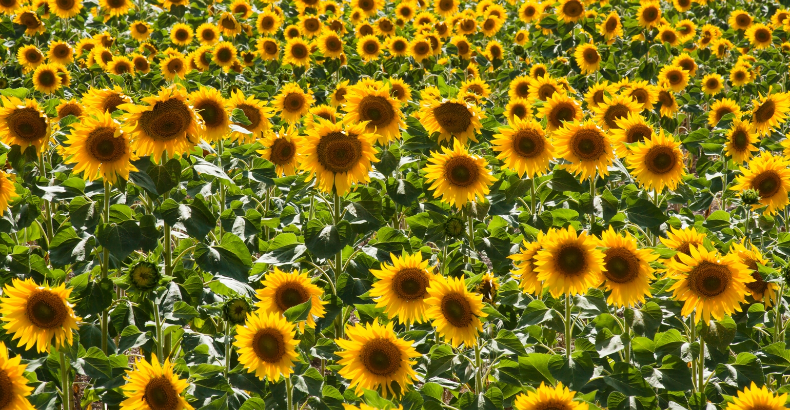 Sunflower production up 53
