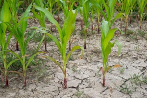 6-17-21 corn in drought.jpg