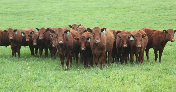 Red Poll Cattle.jpeg