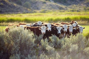 10-29-20 beef cattle 2_0.jpg