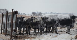 Snow covered cattle standing in front of a wind break