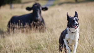 Border collie in field with cattle
