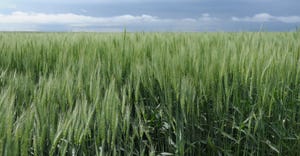 Winter wheat in field