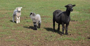 black sheep with gray lamb and white lamb on pasture