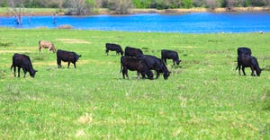 beef cattle grazing in field