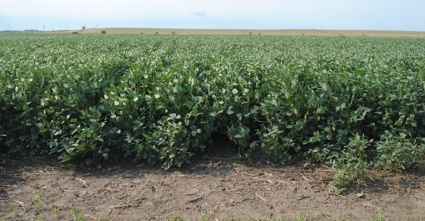 Soybean field Soybean field