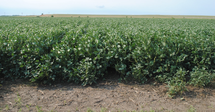 Soybean field