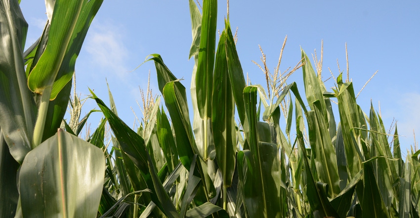 green corn plants