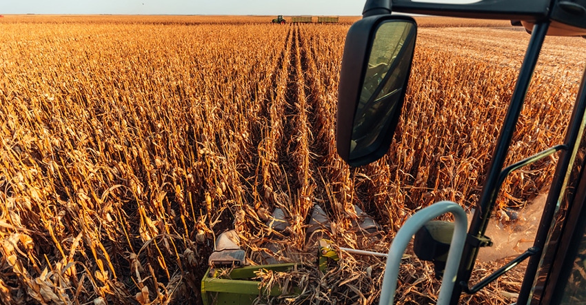 Harvesting corn field - shot from above and slightly behind the cab