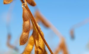 Soybean Pods 
