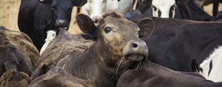 research_says_2_cattle_are_supershedders_1_635368824582557347.jpg
