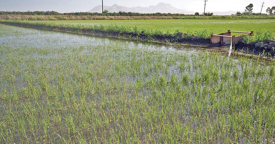 Gene-edited rice provides safe solution for small farmers